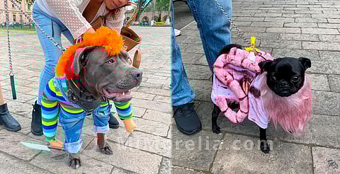 ¡Hora de inscribirse a la Pasarela del Perror!, los primeros 100 recibirán kit