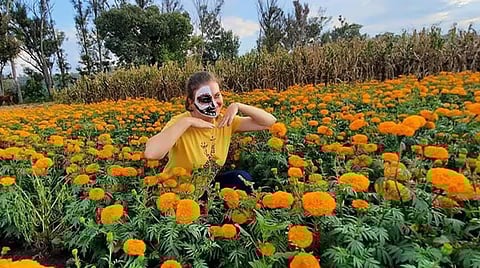 Podrás tener GRATIS tus tomas de dron instagrameables en los campos de Copándaro