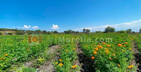 Cempasúchil aumenta 75% su costo este año, por inestabilidad climática en Michoacán