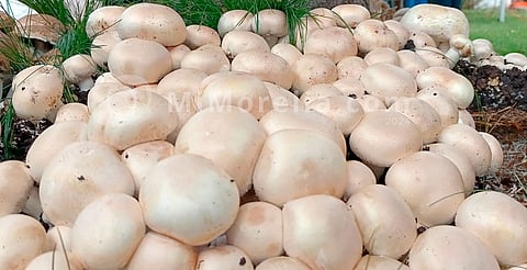 Adéntrate al mundo de los hongos, con el primer Fungi Fest 2024 en Morelia