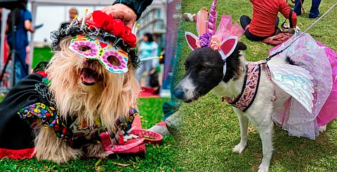 No te pierdas el Concurso de Disfraces para Perros que habrá en Morelia