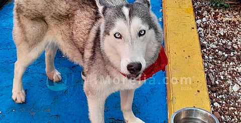 Más de 42 perritos buscan hogar en la "Feria de la Adopción del Perror", en Morelia