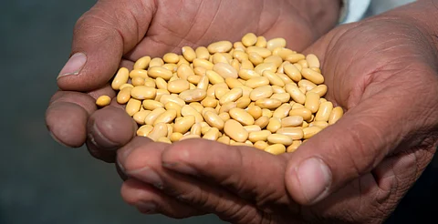 En qué consiste el plan de soberanía alimentaria para México