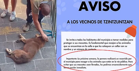 Por celebraciones en Tzintzuntzan, advierten de "limpia" de perros callejeros
