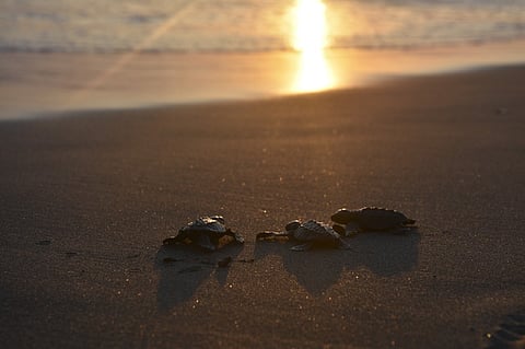 Este fin de semana, Expo Tortuga en Playa Azul, Michoacán