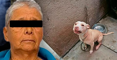 Rescatan 23 perritos y un gato que sufrían maltrato; abuelita fue detenida