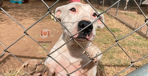 ¡Hoy regresan los peluditos! aquí te decimos que poner en el altar de tu mascota