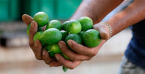 En tianguis de Apatzingán, kilo de limón en 4 pesos