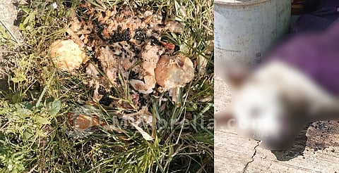 Alertan por envenenamiento de perros en esta colonia de Morelia posiblemente para robar
