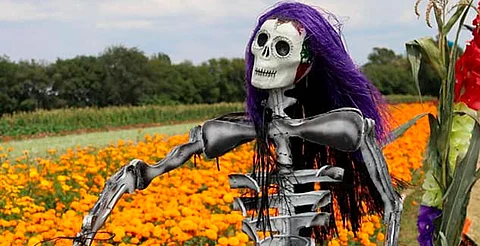 Pan de muerto, chocolate, talleres y más en el Festival de Día de Muertos UNAM