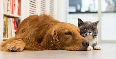 Invitan a Jornada de Esterilización y Feria de Adopción canina y gatuna el fin de semana