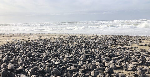 Buscarán que campamentos tortugueros de Michoacán tengan recurso propio en pro de conservación de la especie