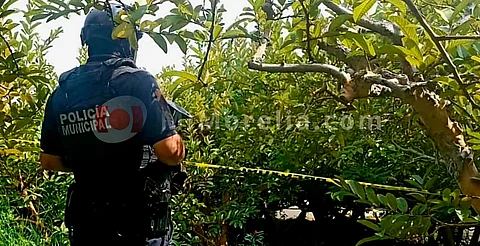 Michoacán: asesinan a adulto mayor en huerto de guayabas