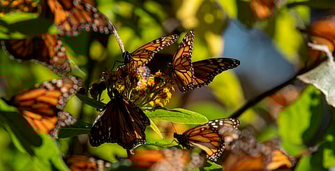 Santuarios de la Monarca en Michoacán abren el 15 de noviembre