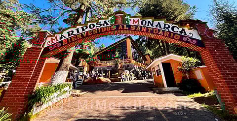 Aperturan oficialmente santuarios de la mariposa monarca en Michoacán