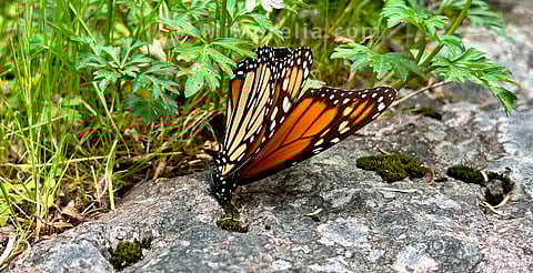 Monarcas peligran por incumplimiento del gobierno de EU: Bedolla