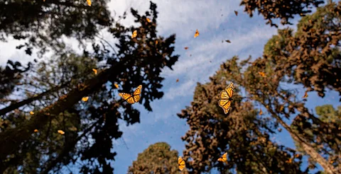 Estas son las rutas para llegar a los Santuarios de la Mariposa Monarca