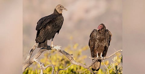 Zopilotes, sin riesgo por teleférico