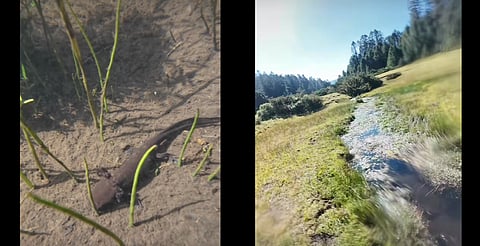 Hallan ajolotes en Sierra Chincua, Michoacán