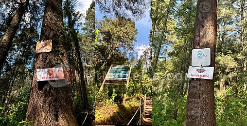 Habrá sanciones para visitantes irrespetuosos en santuarios de mariposa monarca