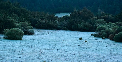 Michoacán: hogar de la mariposa monarca se tiñe de blanco tras helada