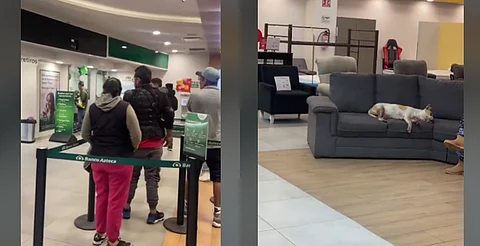 Dejan en Elektra dormir a perritos en los sillones