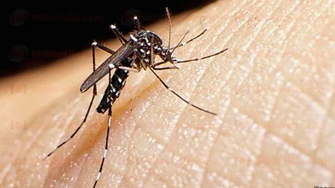 Michoacán se mantiene libre de chikungunya