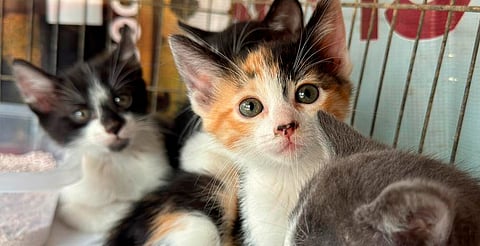 ¡Haz match con un lomito o michi este domingo! Lánzate a la última Feria de Adopción