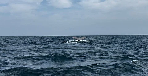 Ven primeras ballenas en playas de Michoacán