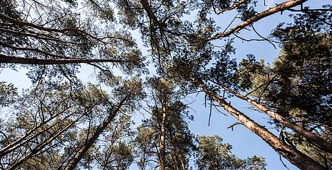 Alrededor de 10 iniciativas sobre medioambiente, en primer periodo de sesiones en Congreso de Michoacán