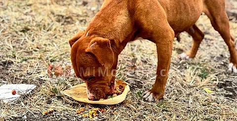 “Pancitas llenas”: Una década llevando cena a perritos en situación de calle