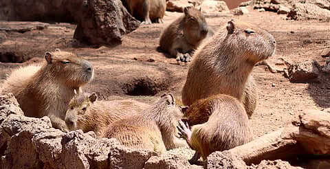 Visitantes podrán interactuar con capibaras del Zoo de Morelia en 2025