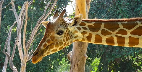 "Se pierde" jirafa del Zoológico de Culiacán