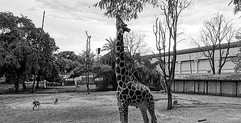 Jirafa “desaparecida” del Zoológico de Culiacán falleció en septiembre y no fue reportada, aclaran