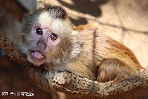 Este 2024 la cigüeña visitó el Zoológico de Morelia en 52 ocasiones