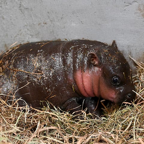 Nace hipopótamo en peligro de extinción en zoo de EU; piden ayuda para nombrarlo
