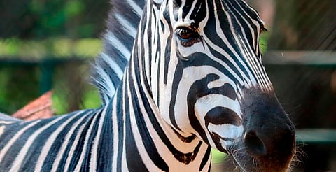 Este 2025 podrás interactuar con avestruces, cebras y capibaras en el zoo de Morelia, adelantan