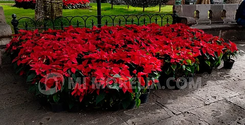 Retiran 15 mil nochebuenas de jardines de Morelia; nuevas flores, hasta marzo