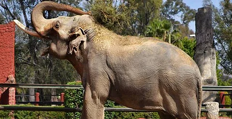 Interacción con elefante del Zoo Morelia tendrá 2x1 durante enero