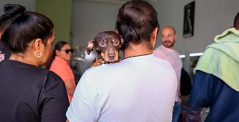 Habrá este sábado jornada de esterilización de perros y gatos en Villas del Pedregal
