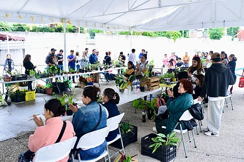 Este fin, trueque de plantas en Morelia