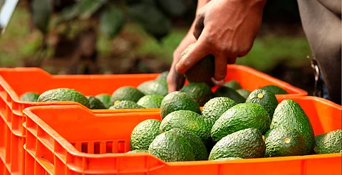 México exportará cerca de 110 mil toneladas de aguacate para el Super Bowl LIX