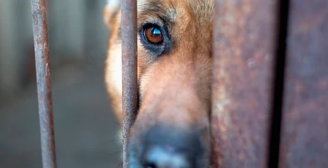 Investiga CEDH Michoacán maltrato animal en Panindícuaro