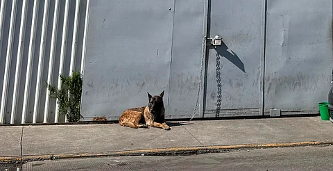Denuncian maltrato animal en avenida Periodismo de Morelia