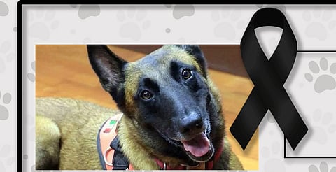 Muere "Rex", perrito que salvó vidas tras sismo de 2017 en México