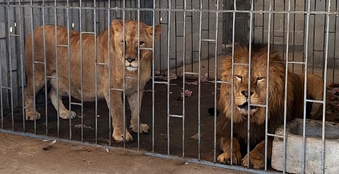 Rescatan y resguardan a pareja de leones en Puebla; estaban en casa particular