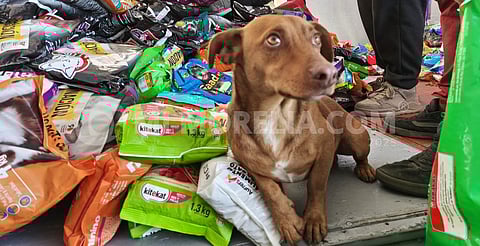 ¡Perrón!; beneficiarán a más de 5 mil canes y gatos tras concluir dinámica para concierto de Chayanne