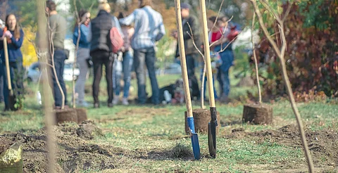 A reforestar 915 árboles de pino y encino, condicionan a vinculado a proceso por delitos contra el ambiente