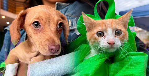 Esterilizaciones gratuitas de perros y gatos en varios municipios, incluido Morelia