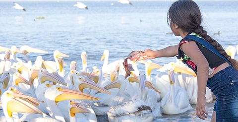 Conoce las actividades del Festival Biocultural del Pelícano Borregón